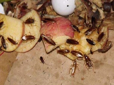 厨房消杀蟑螂