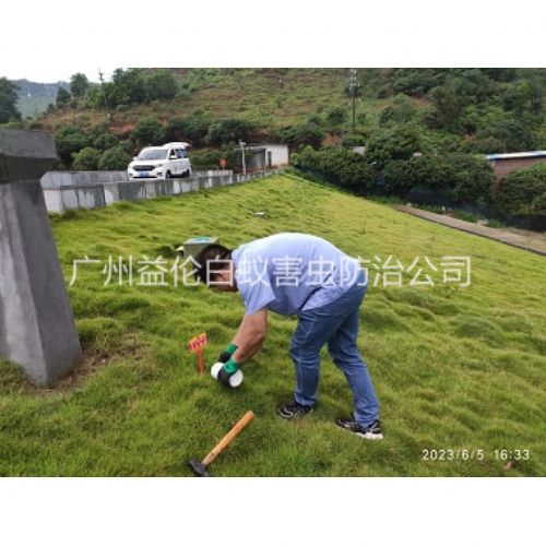 同和水利工程红火蚁防治
